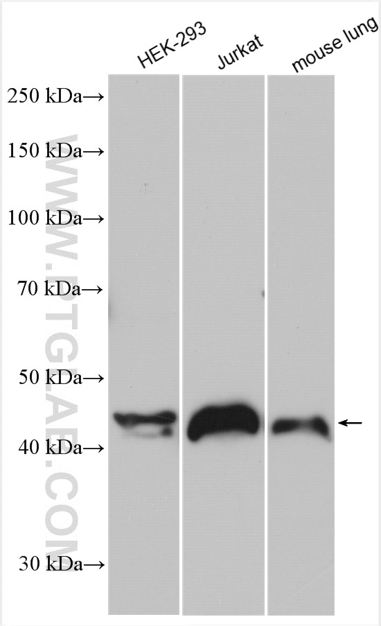 Western Blot (WB) analysis of various lysates using DNAJA1 Polyclonal antibody (11713-1-AP)