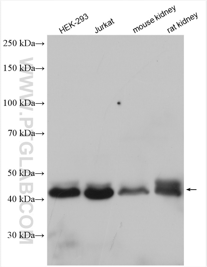 Western Blot (WB) analysis of various lysates using DNAJA1 Polyclonal antibody (11713-1-AP)