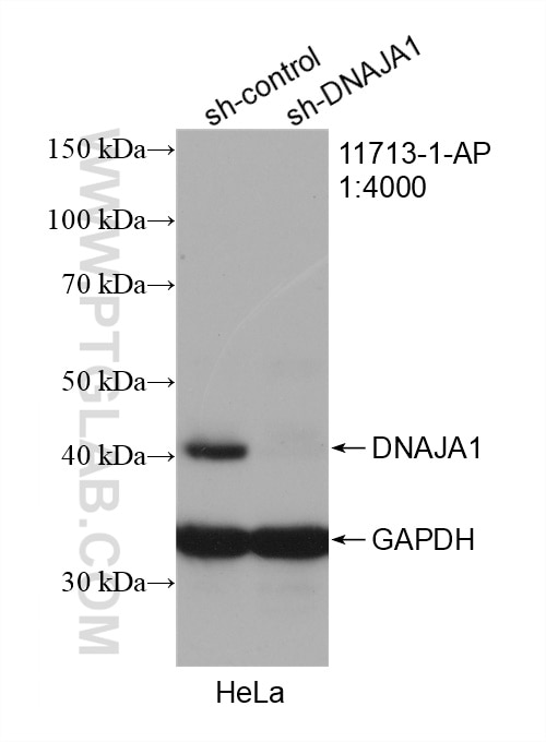 WB analysis of HeLa using 11713-1-AP