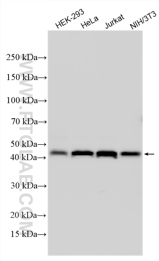 Western Blot (WB) analysis of various lysates using DNAJA1 Polyclonal antibody (11713-1-AP)