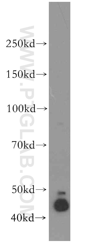 Western Blot (WB) analysis of HepG2 cells using DNAJA1 Polyclonal antibody (11713-1-AP)