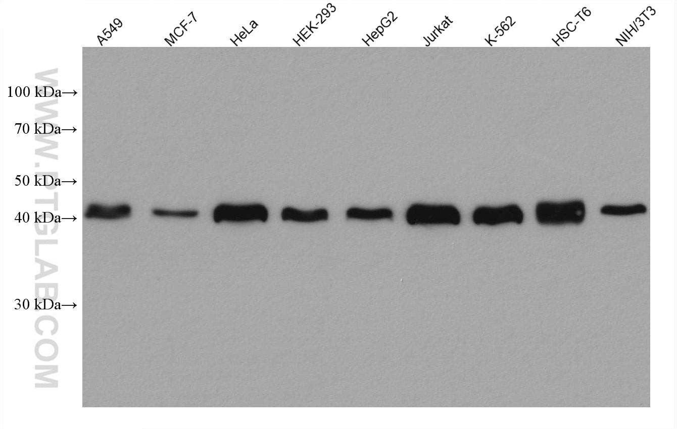 Western Blot (WB) analysis of various lysates using DNAJA1 Monoclonal antibody (67184-1-Ig)