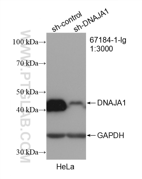 Western Blot (WB) analysis of HeLa cells using DNAJA1 Monoclonal antibody (67184-1-Ig)