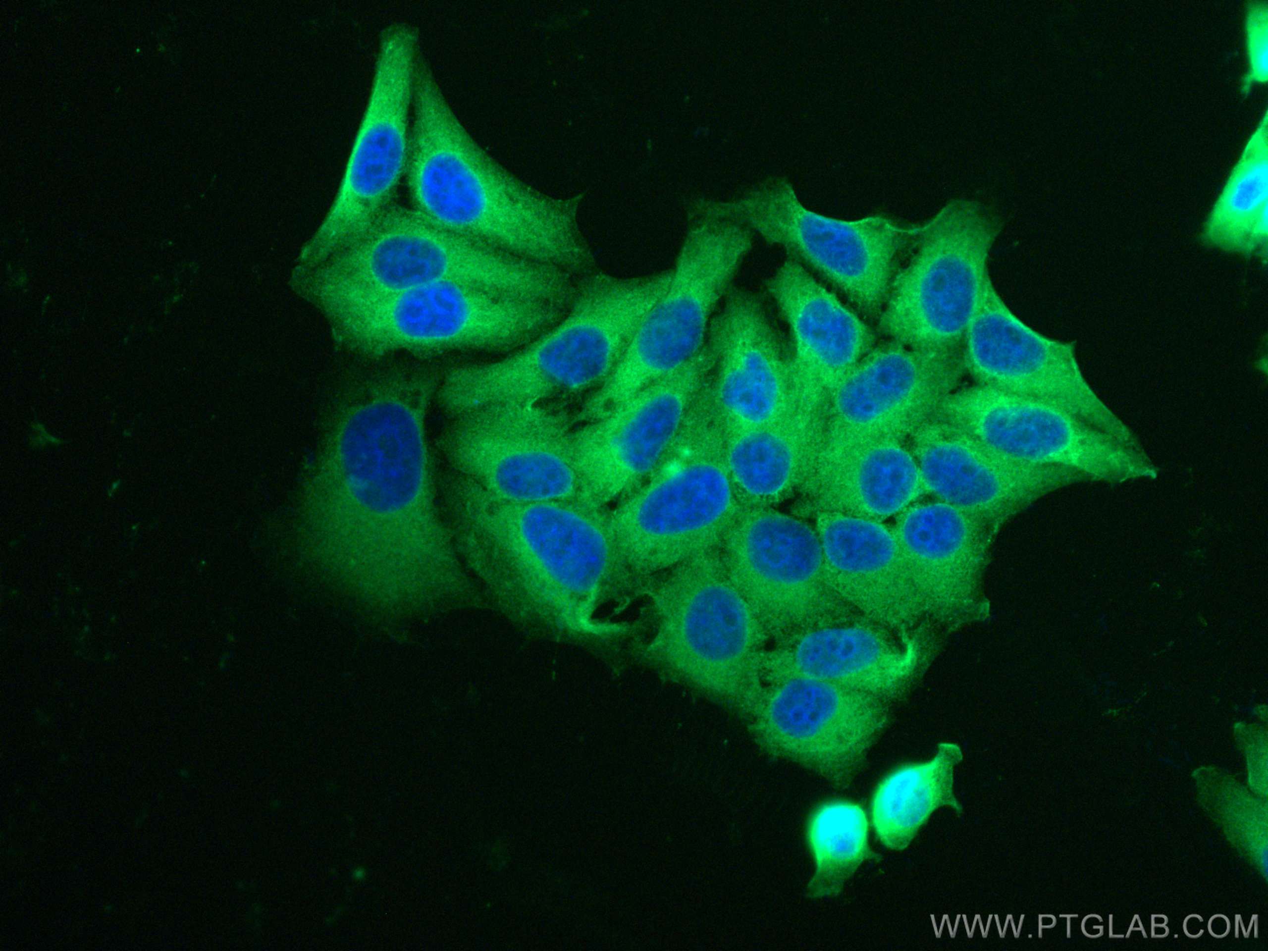 Immunofluorescence (IF) / fluorescent staining of HepG2 cells using CoraLite® Plus 488-conjugated DNAJA1 Monoclonal an (CL488-67184)