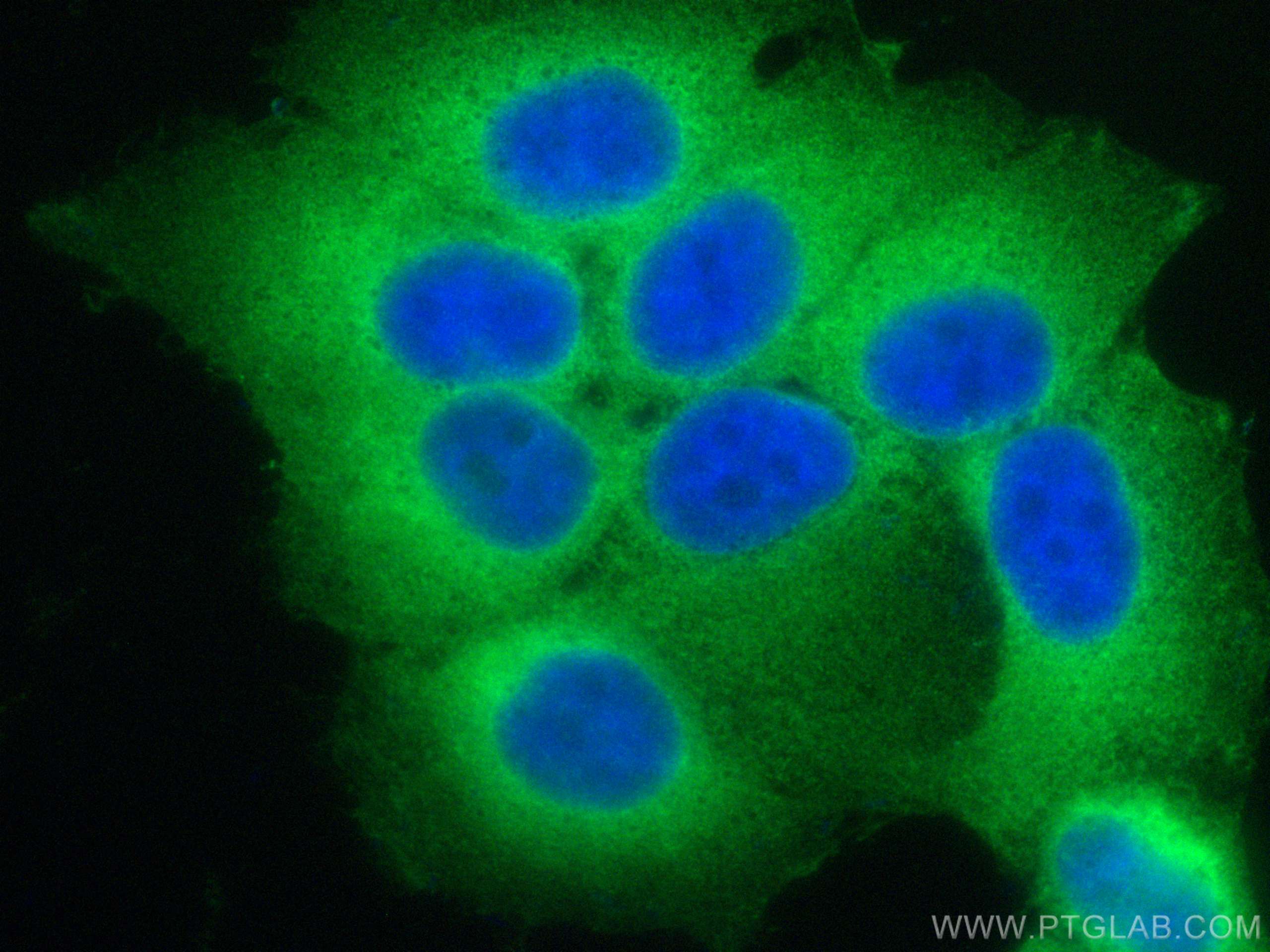 Immunofluorescence (IF) / fluorescent staining of HepG2 cells using CoraLite® Plus 488-conjugated DNAJA1 Monoclonal an (CL488-67184)