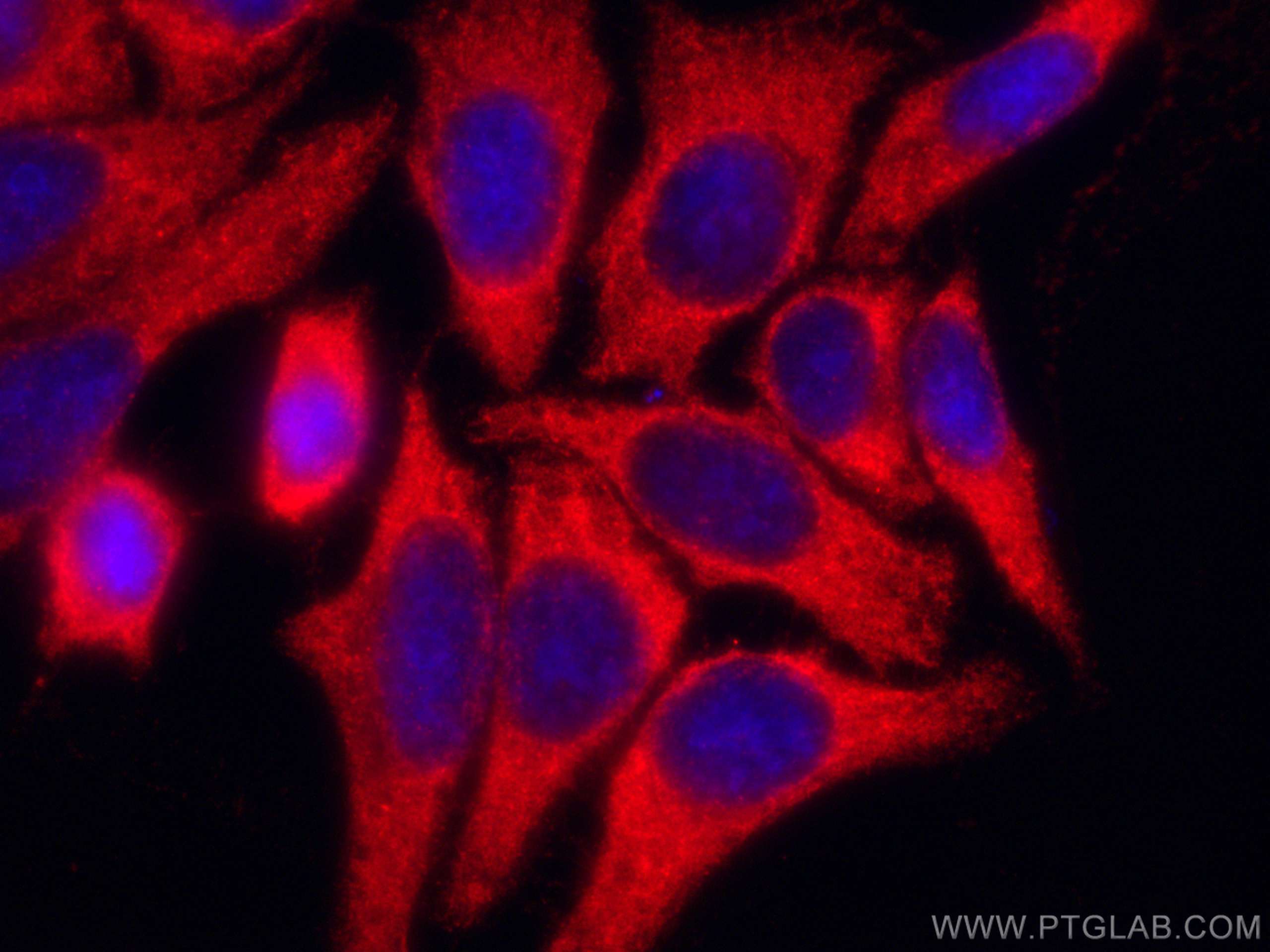 IF Staining of HepG2 using CL594-67184