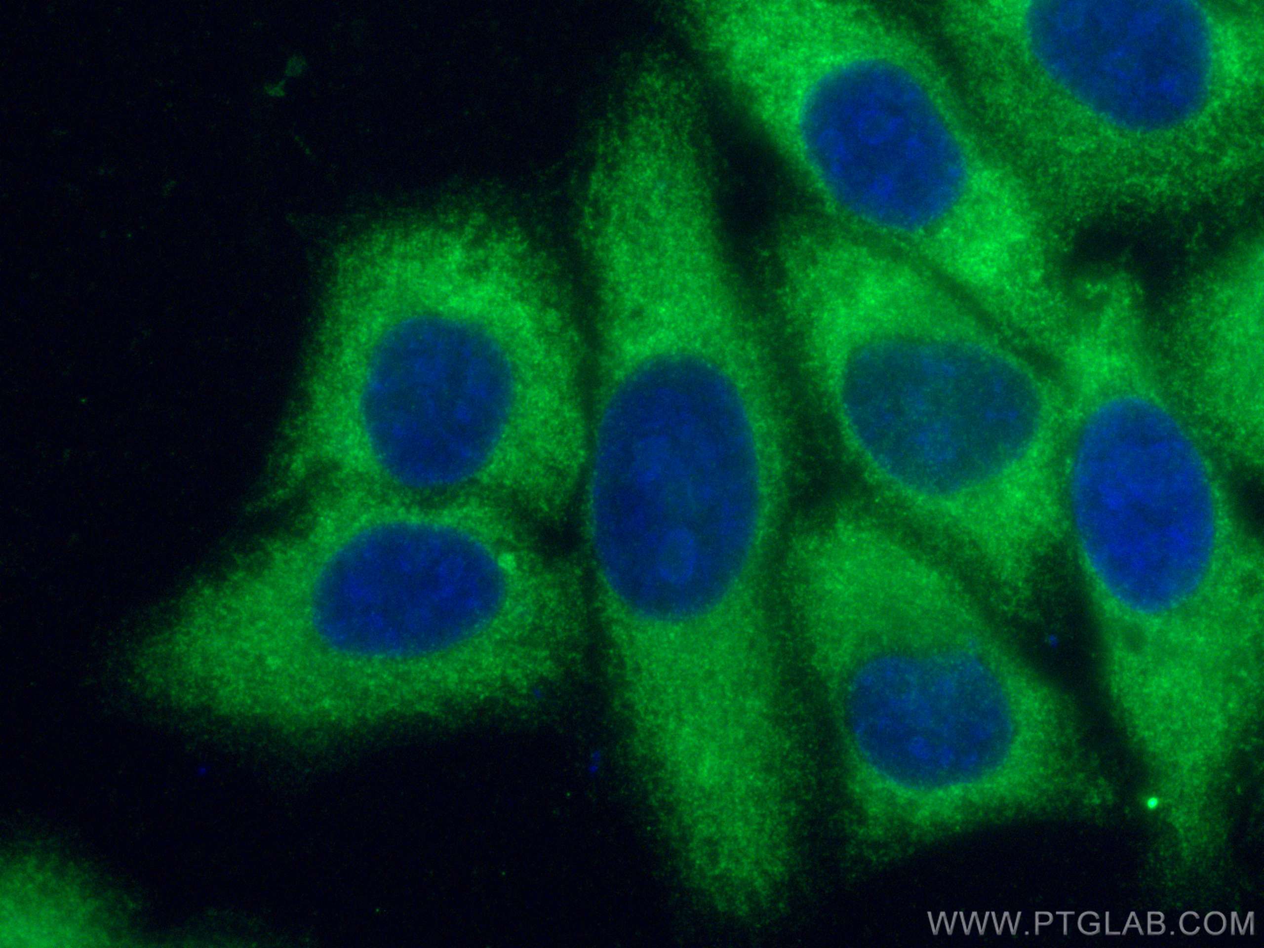 Immunofluorescence (IF) / fluorescent staining of HepG2 cells using CoraLite®594-conjugated DNAJA1 Monoclonal antibody (CL594-67184)