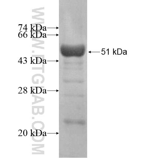 DNAJA1 fusion protein Ag14635 SDS-PAGE