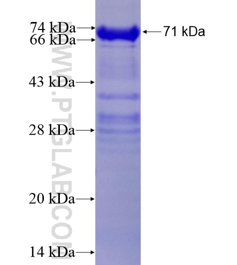 DNAJA1 fusion protein Ag2284 SDS-PAGE