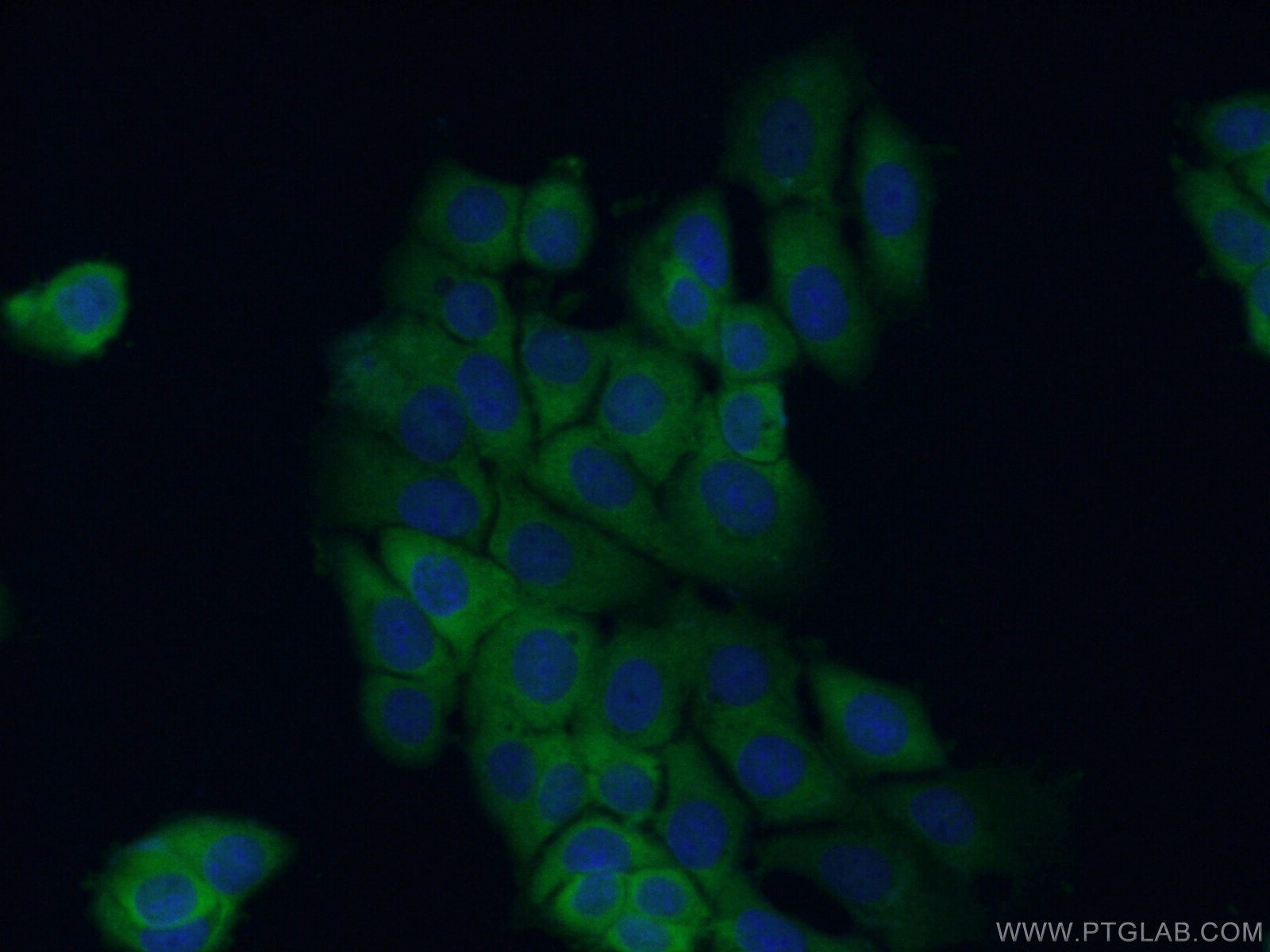 Immunofluorescence (IF) / fluorescent staining of MCF-7 cells using DNAJA2 Polyclonal antibody (12236-1-AP)