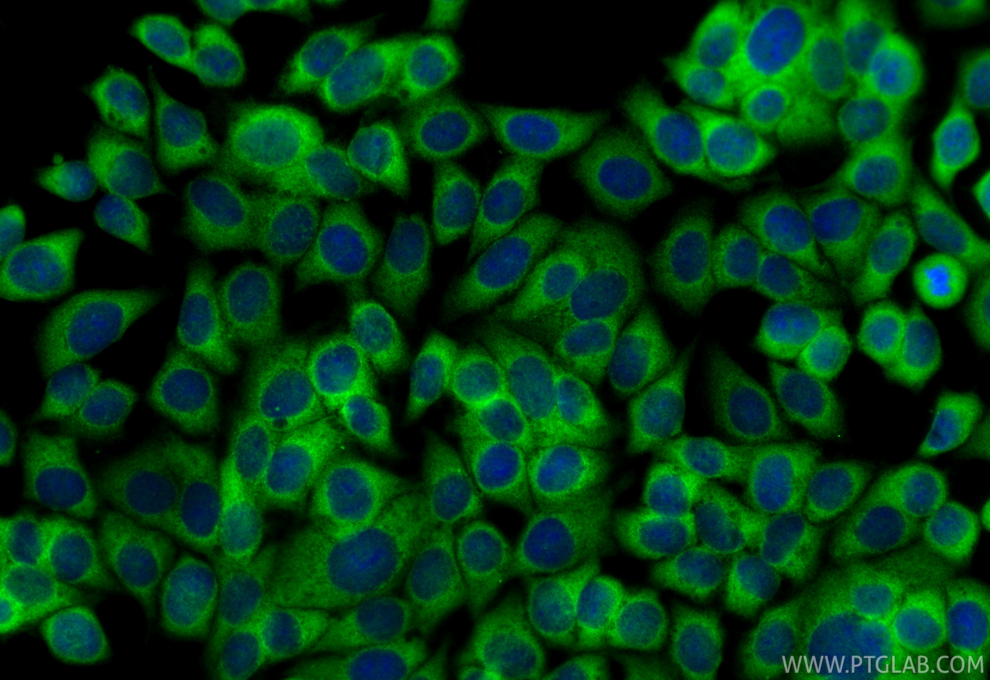 Immunofluorescence (IF) / fluorescent staining of MCF-7 cells using DNAJA2 Polyclonal antibody (12236-1-AP)
