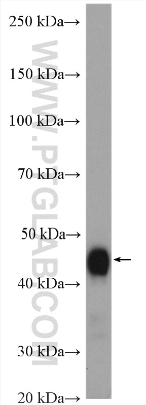 Western Blot (WB) analysis of mouse kidney tissue using DNAJA2 Polyclonal antibody (12236-1-AP)