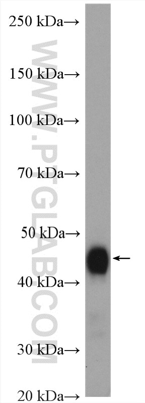 WB analysis of mouse kidney using 12236-1-AP