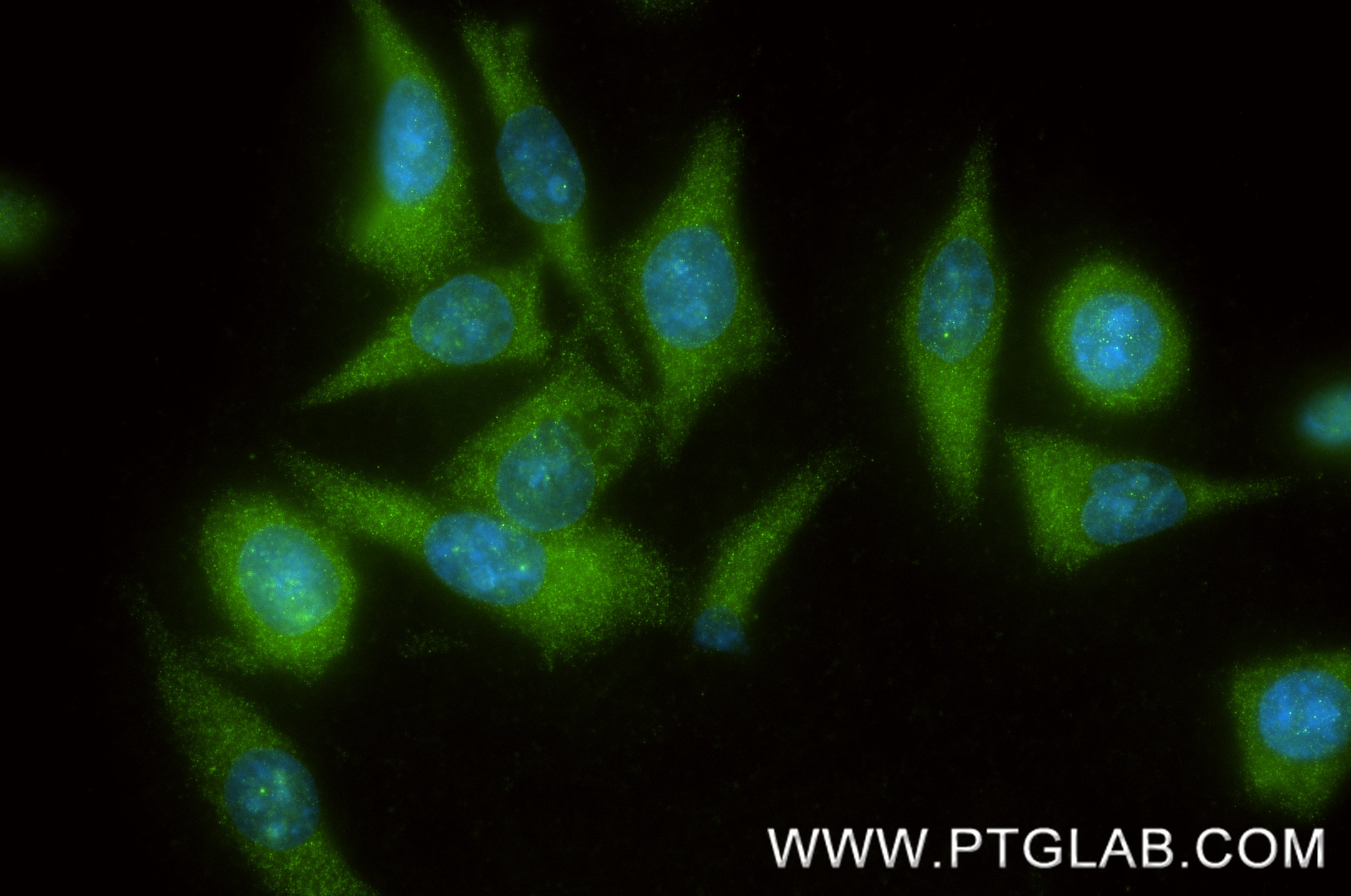 IF Staining of HepG2 using 87041-2-RR (same clone as 87041-2-PBS) Immunofluorescence (IF) / fluorescent staining of HepG2 cells using DNAJA2 Recombinant monoclonal antibody (87041-2-RR)
