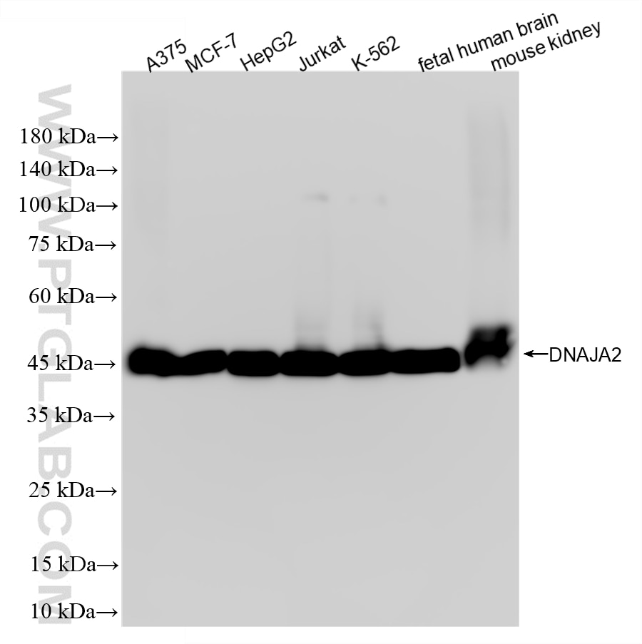 Various lysates were subjected to SDS PAGE followed by western blot with 87041-2-RR (DNAJA2 antibody) at dilution of 1:10000 incubated at room temperature for 1.5 hours. Western Blot (WB) analysis of various lysates using DNAJA2 Recombinant monoclonal antibody (87041-2-RR)