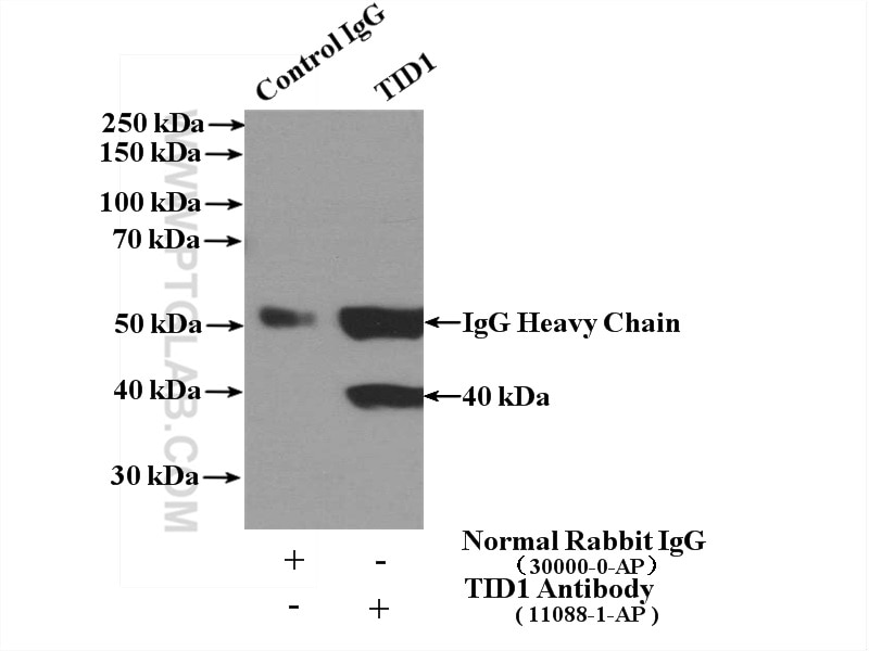 Immunoprecipitation (IP) experiment of K-562 cells using TID1 Polyclonal antibody (11088-1-AP)