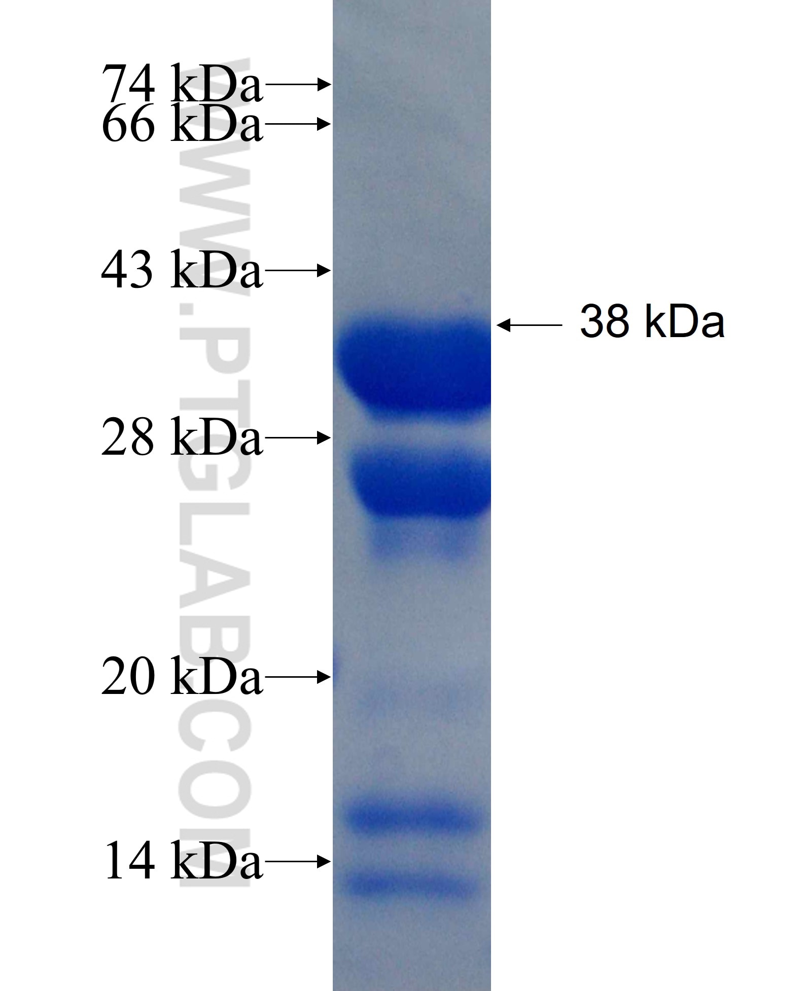 DNAJA3 fusion protein Ag26556 SDS-PAGE