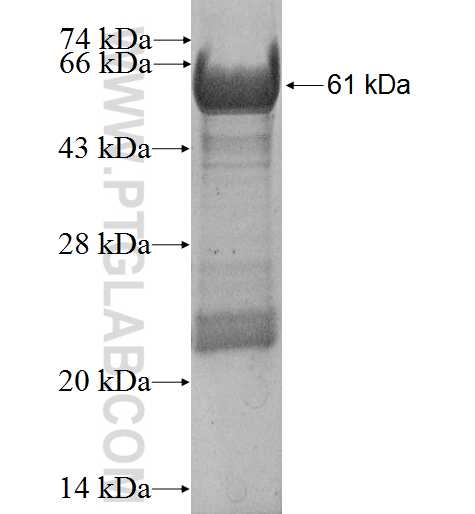 DNAJA4 fusion protein Ag3558 SDS-PAGE