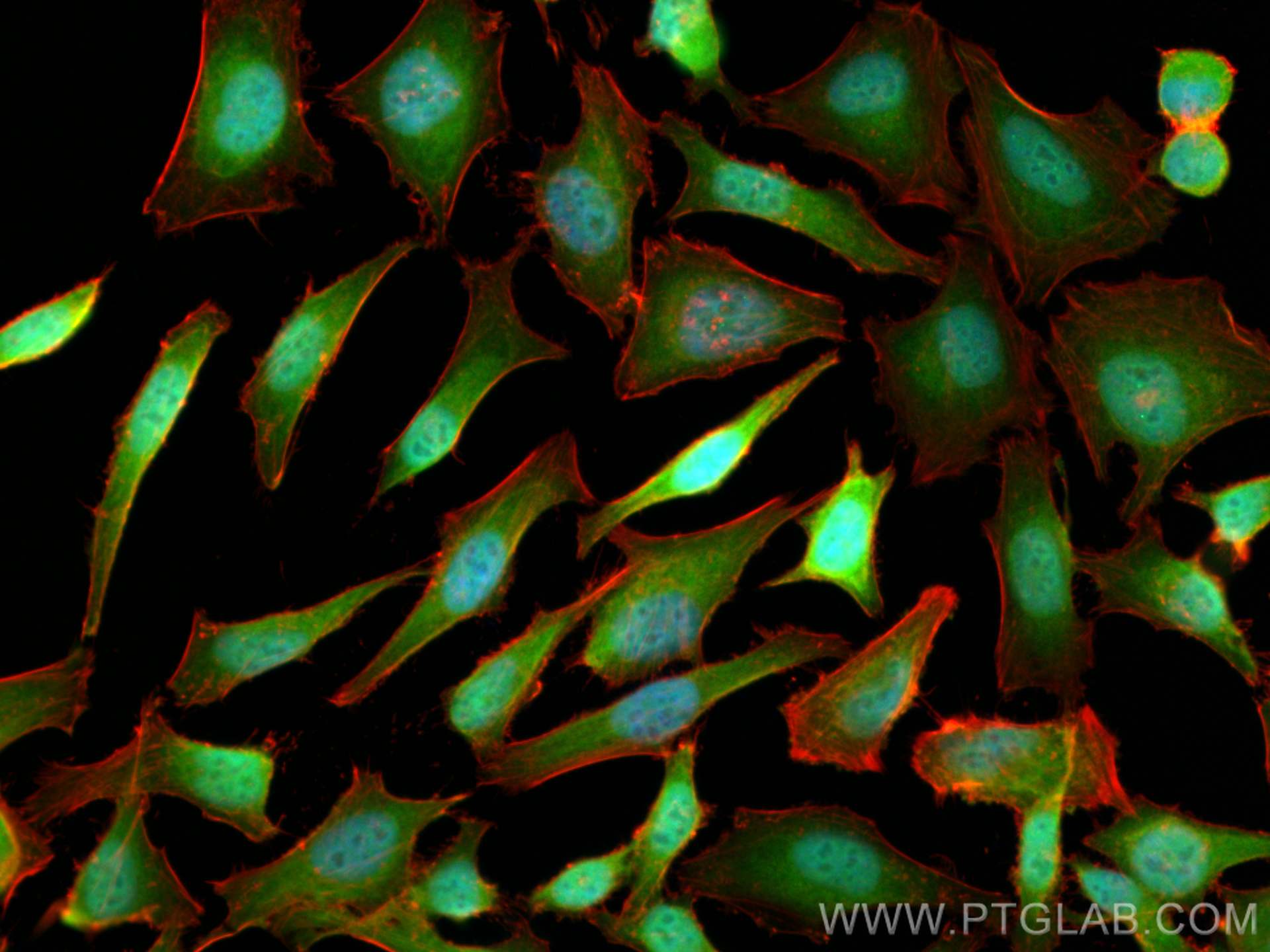 Immunofluorescence (IF) / fluorescent staining of HeLa cells using DNAJB1 Polyclonal antibody (13174-1-AP)