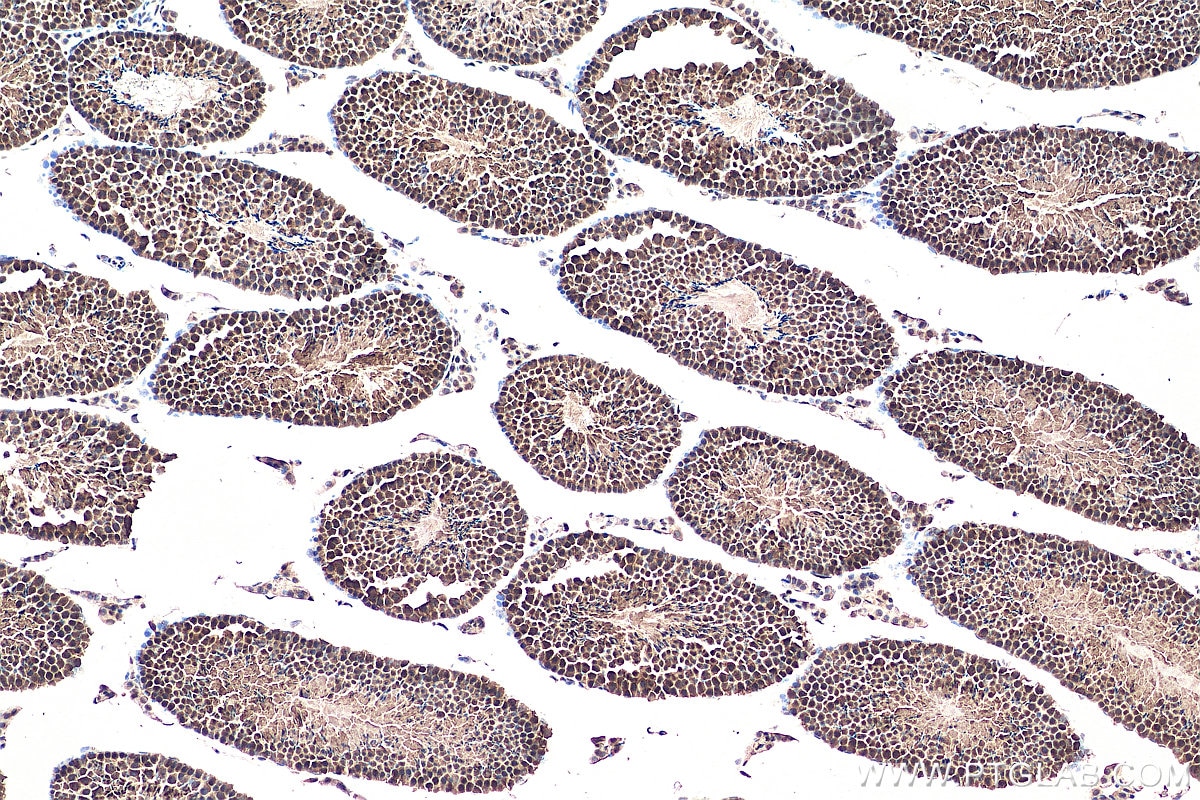 Immunohistochemistry (IHC) staining of mouse testis tissue using DNAJB1 Polyclonal antibody (13174-1-AP)