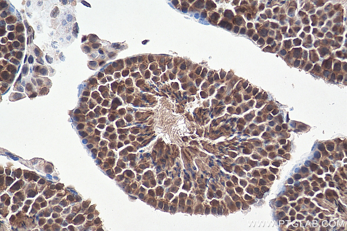 Immunohistochemistry (IHC) staining of mouse testis tissue using DNAJB1 Polyclonal antibody (13174-1-AP)