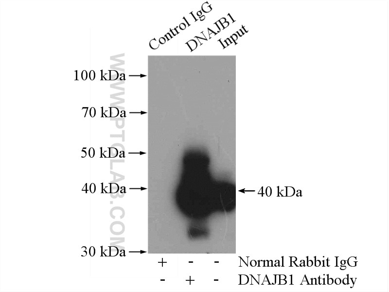 Immunoprecipitation (IP) experiment of mouse lung tissue using DNAJB1 Polyclonal antibody (13174-1-AP)