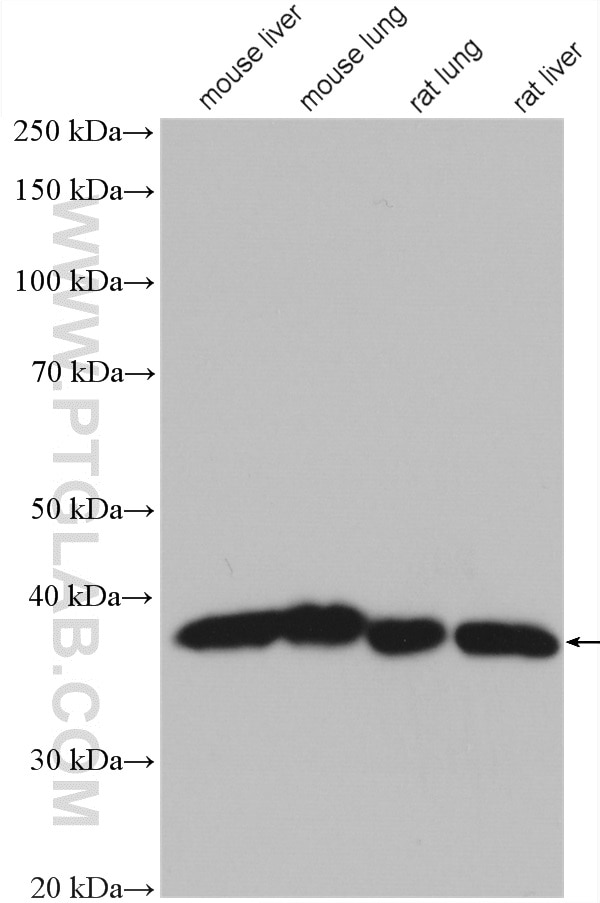 Western Blot (WB) analysis of various lysates using DNAJB1 Polyclonal antibody (13174-1-AP)