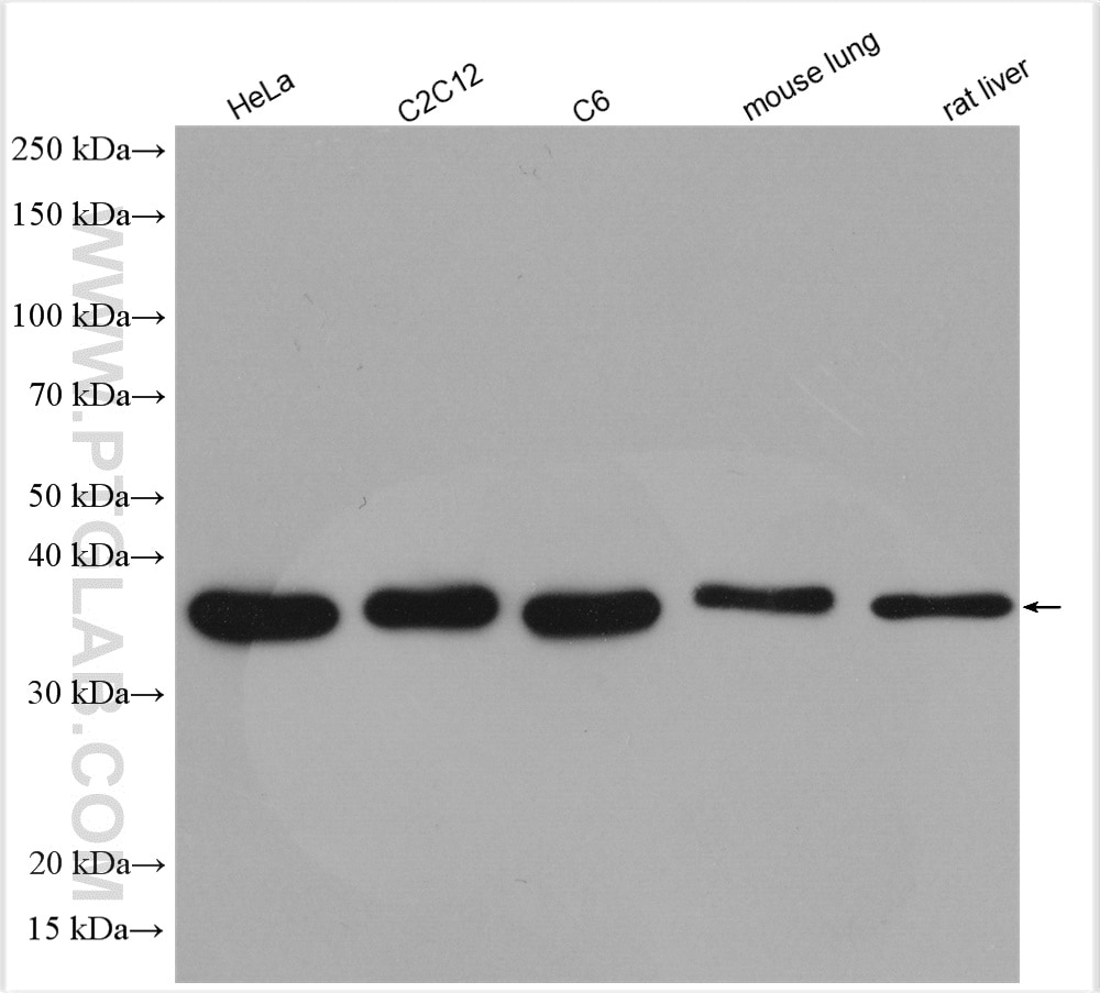 Western Blot (WB) analysis of various lysates using DNAJB1 Polyclonal antibody (13174-1-AP)