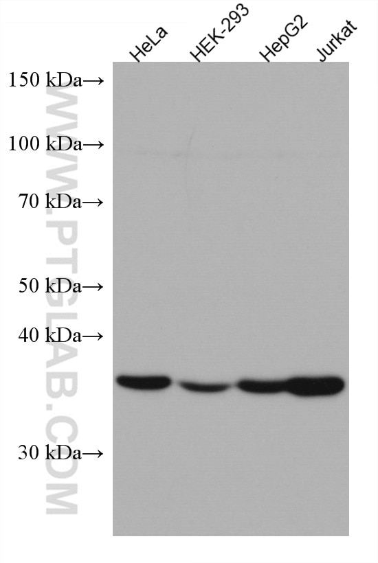 Western Blot (WB) analysis of various lysates using DNAJB1 Monoclonal antibody (67422-1-Ig)