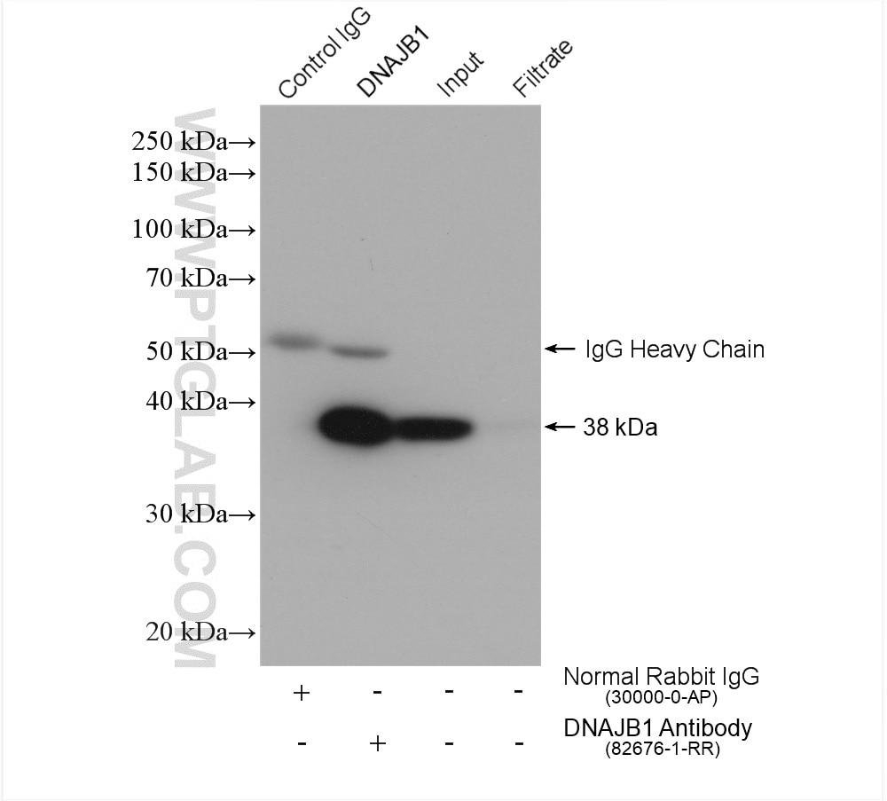 Immunoprecipitation (IP) experiment of mouse lung tissue using DNAJB1 Recombinant antibody (82676-1-RR)