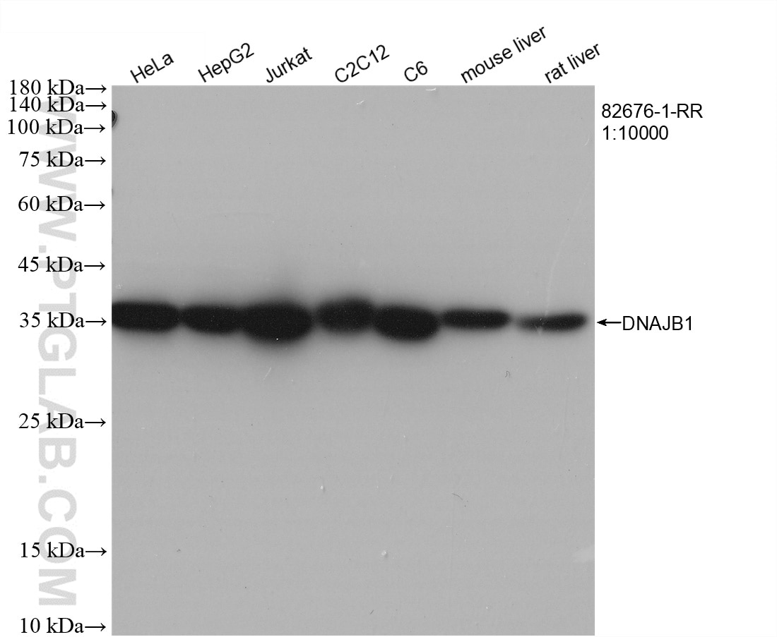 Western Blot (WB) analysis of various lysates using DNAJB1 Recombinant antibody (82676-1-RR)