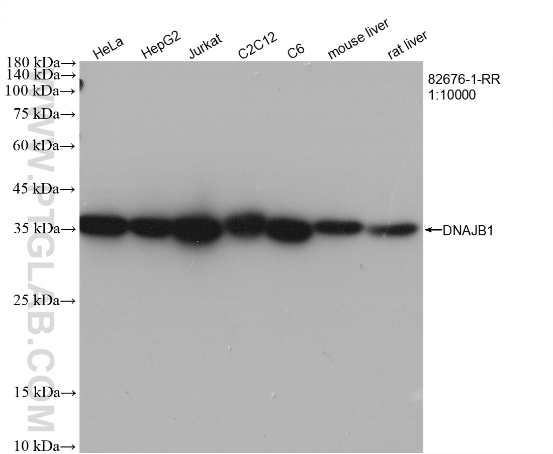 WB analysis using 82676-1-RR