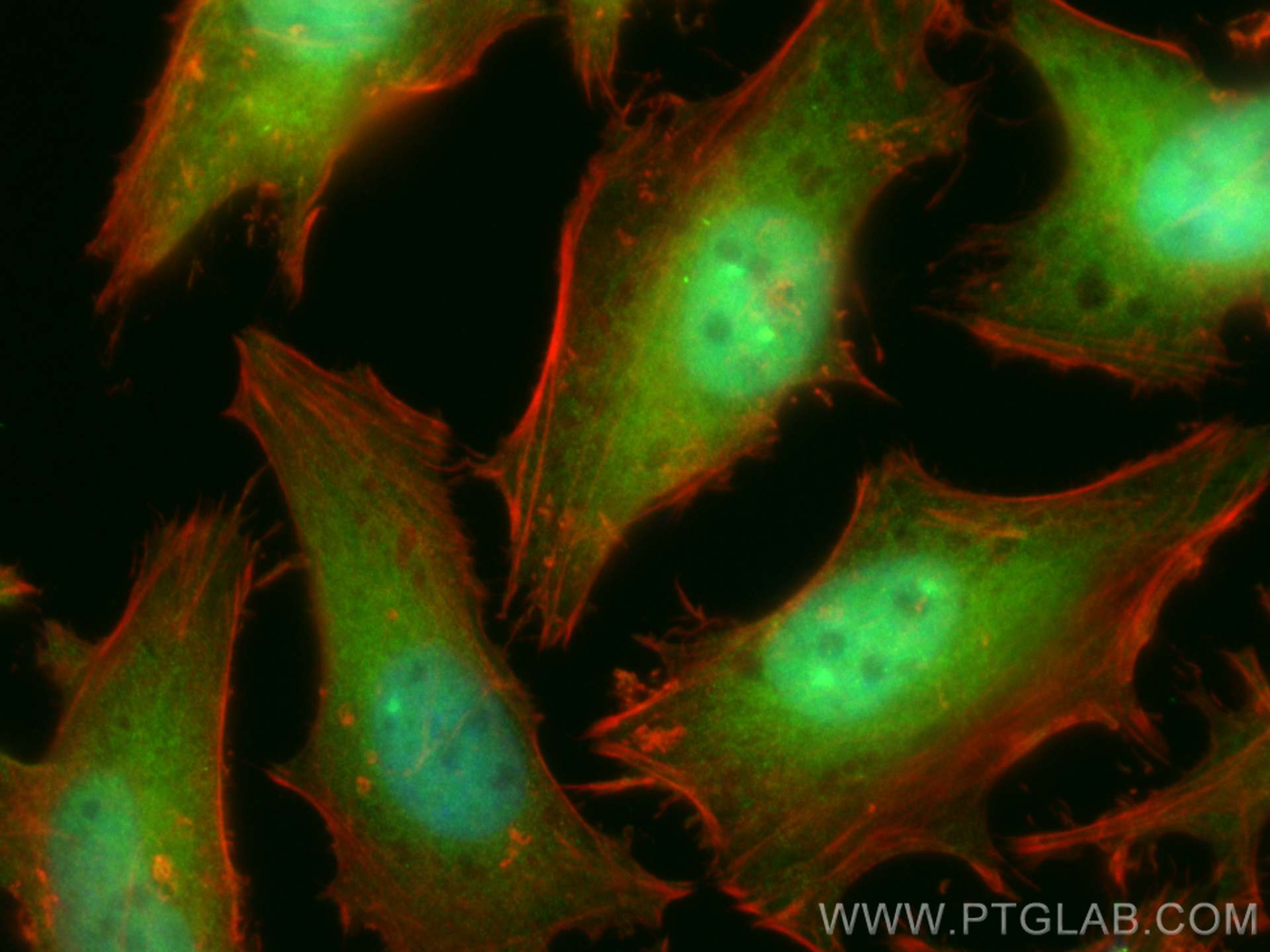 Immunofluorescence (IF) / fluorescent staining of HeLa cells using CoraLite® Plus 488-conjugated DNAJB1 Recombinant a (CL488-82676)