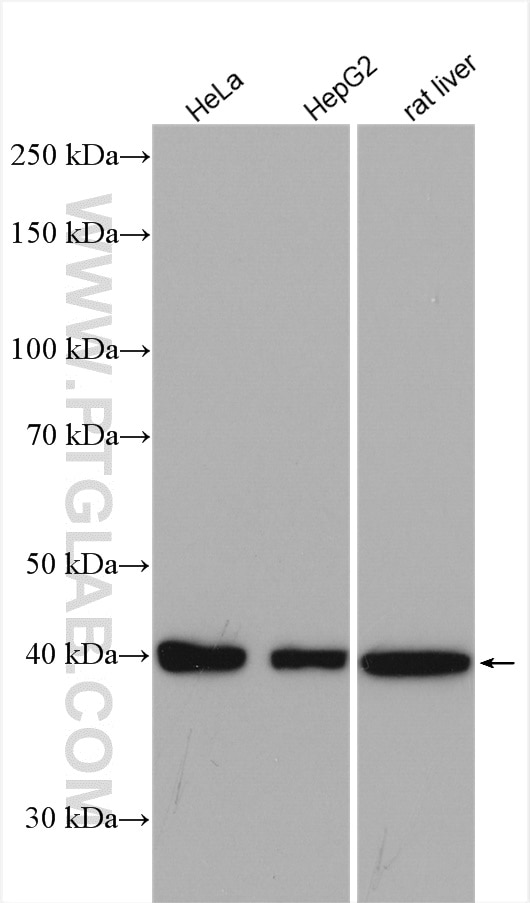Western Blot (WB) analysis of various lysates using DNAJB11 Polyclonal antibody (15484-1-AP)