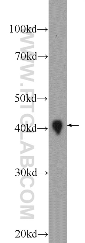 Western Blot (WB) analysis of mouse heart tissue using DNAJB11 Polyclonal antibody (15484-1-AP)