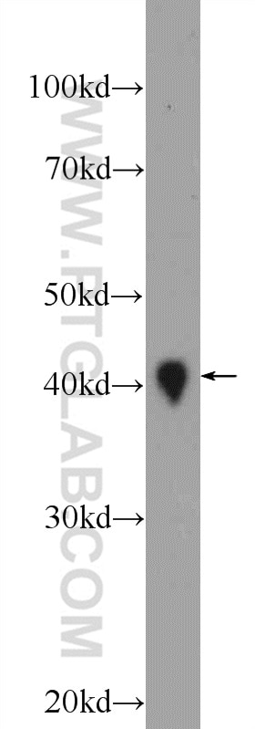 WB analysis of mouse heart using 15484-1-AP