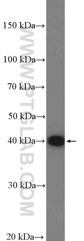 Western Blot (WB) analysis of mouse liver tissue using DNAJB11 Polyclonal antibody (15484-1-AP)