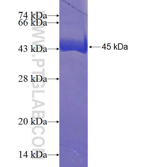 DNAJB11 fusion protein Ag7758 SDS-PAGE