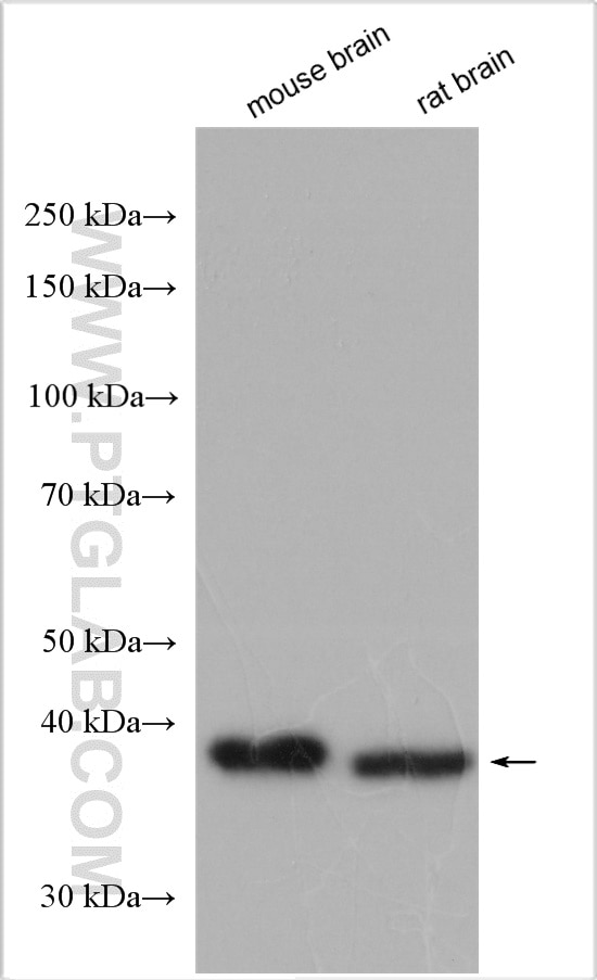 Western Blot (WB) analysis of various lysates using DNAJB12 Polyclonal antibody (16780-1-AP)