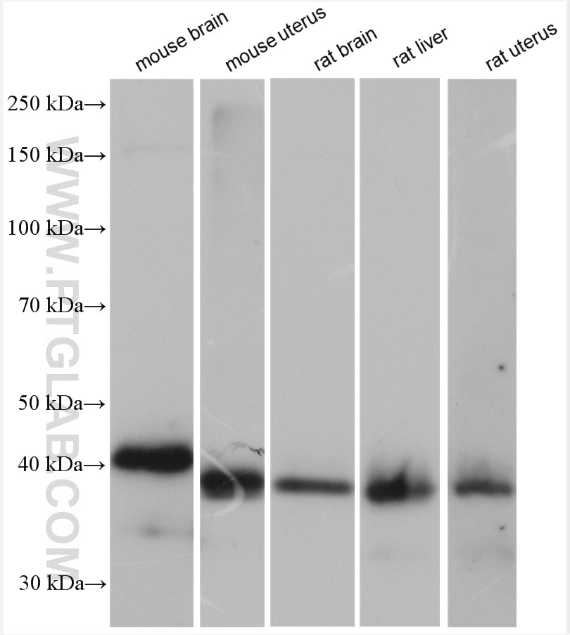Western Blot (WB) analysis of various lysates using DNAJB12 Polyclonal antibody (16780-1-AP)