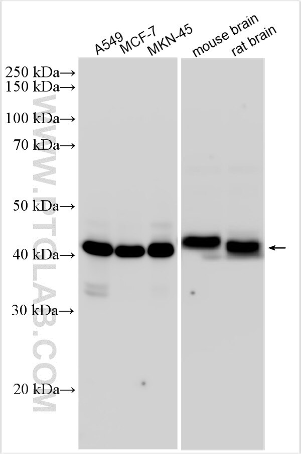 Western Blot (WB) analysis of various lysates using DNAJB12 Polyclonal antibody (16780-1-AP)