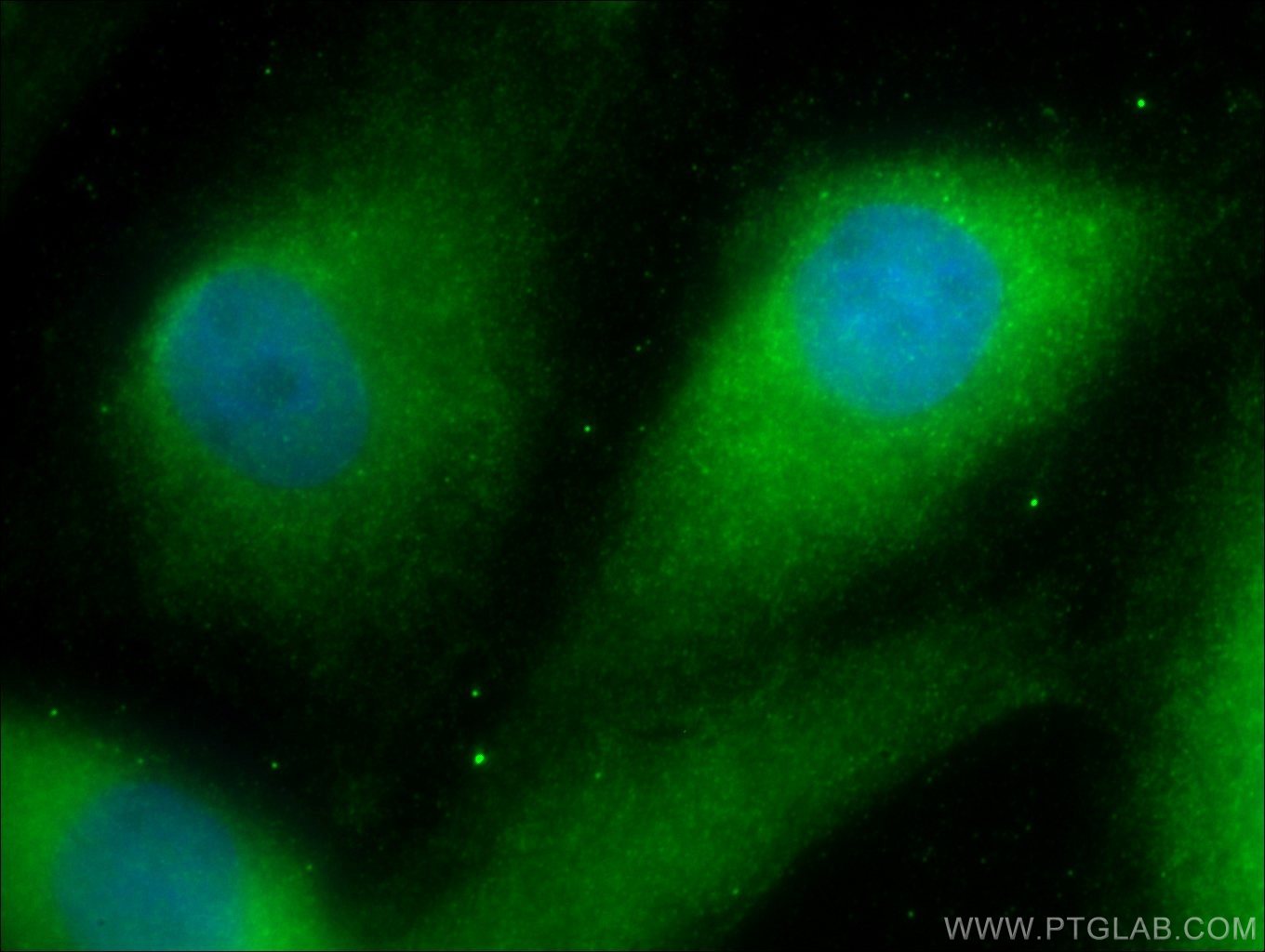 Immunofluorescence (IF) / fluorescent staining of MDCK cells using DNAJB13 Polyclonal antibody (25118-1-AP)