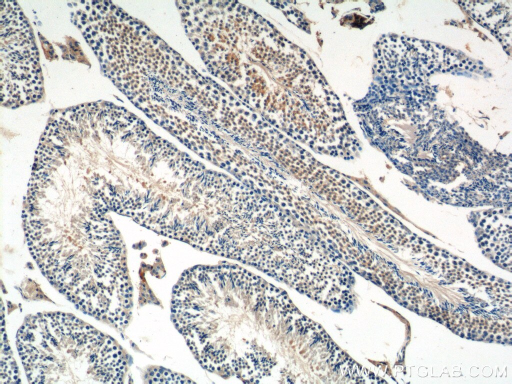 Immunohistochemistry (IHC) staining of mouse testis tissue using DNAJB13 Polyclonal antibody (25118-1-AP)