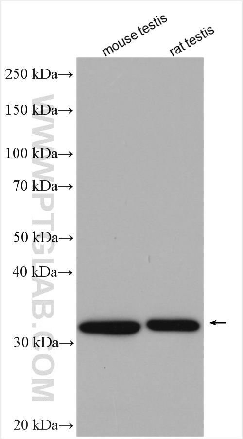 Western Blot (WB) analysis of various lysates using DNAJB13 Polyclonal antibody (25118-1-AP)