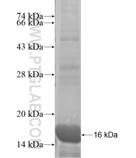 DNAJB13 fusion protein Ag19029 SDS-PAGE