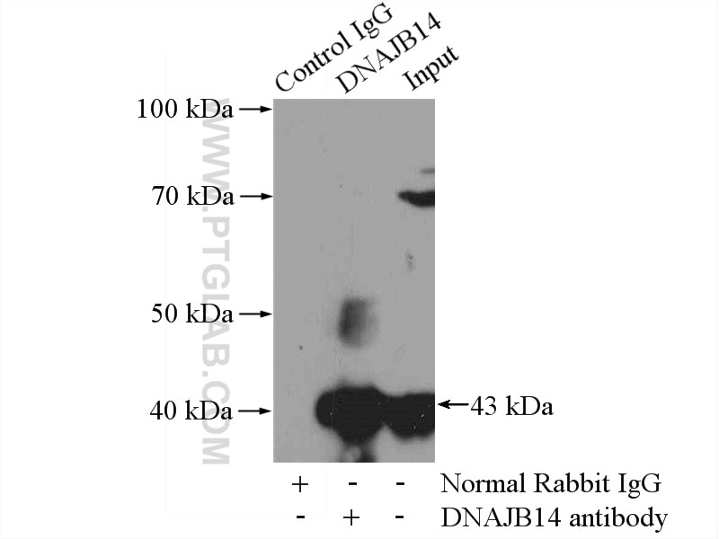 Immunoprecipitation (IP) experiment of Jurkat cells using DNAJB14 Polyclonal antibody (16501-1-AP)