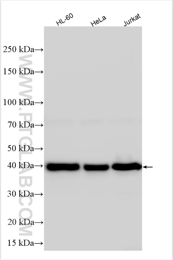 Western Blot (WB) analysis of various lysates using DNAJB14 Polyclonal antibody (16501-1-AP)