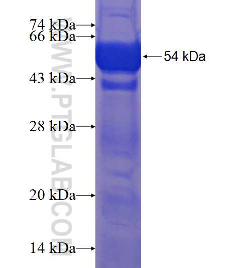 DNAJB14 fusion protein Ag9668 SDS-PAGE