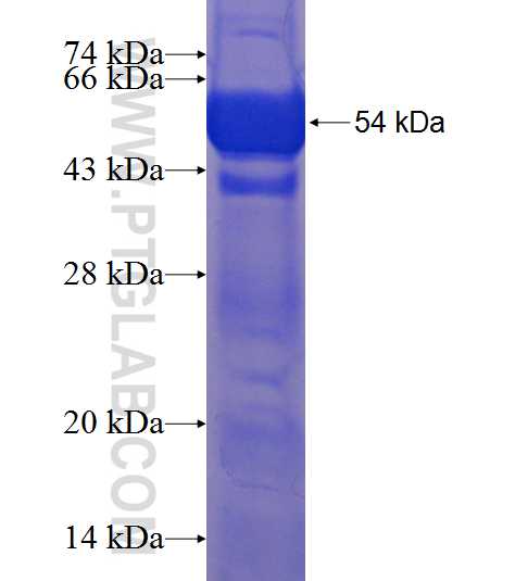 DNAJB14 fusion protein Ag9668 SDS-PAGE