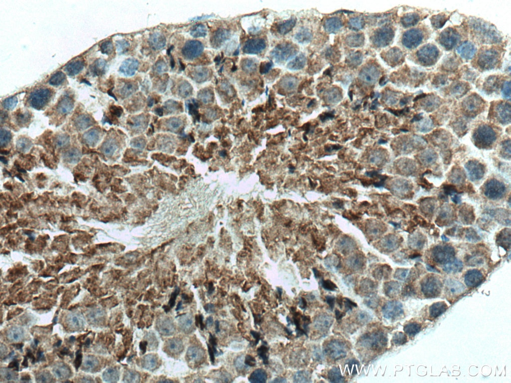 Immunohistochemistry (IHC) staining of mouse testis tissue using DNAJB3 Polyclonal antibody (17177-1-AP)